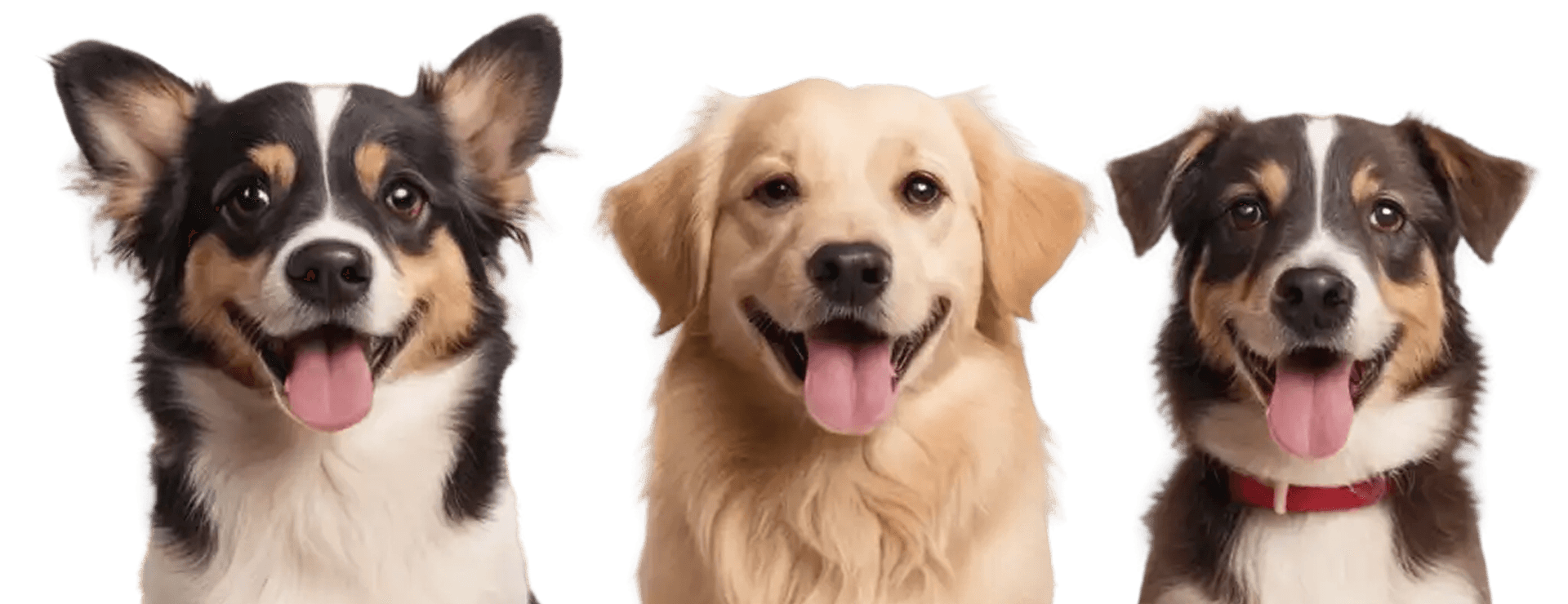 Щасливі собаки після грумінгу