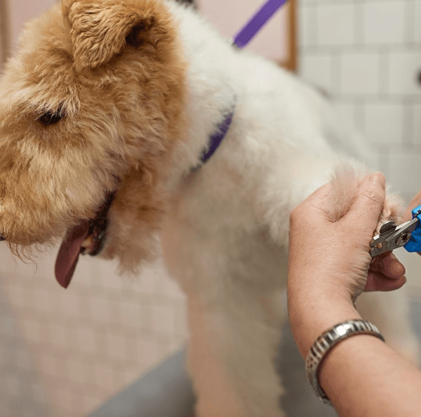 Додаткові послуги грумінгу PetSpot