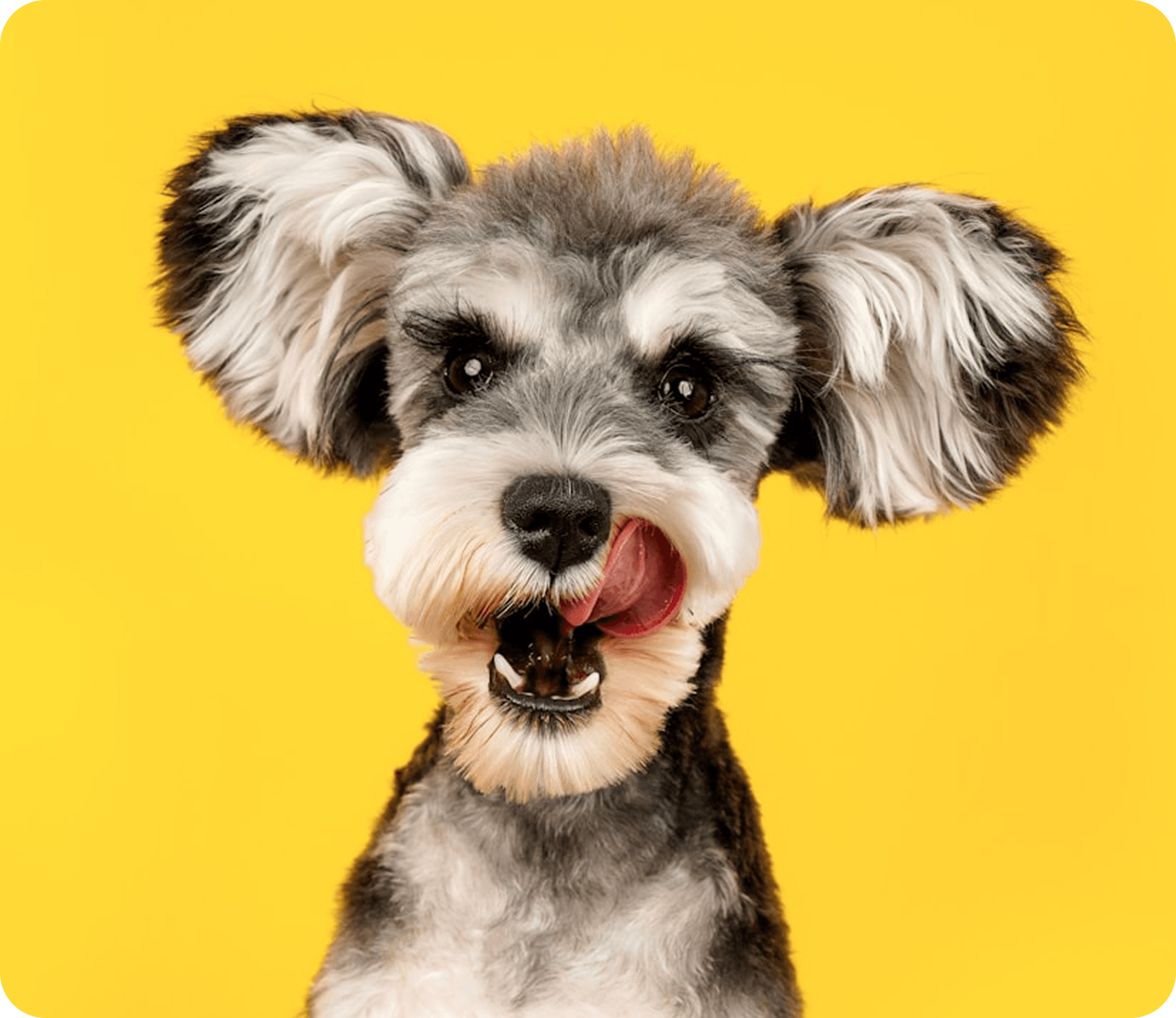 Блог PetSpot про догляд за домашніми тваринами