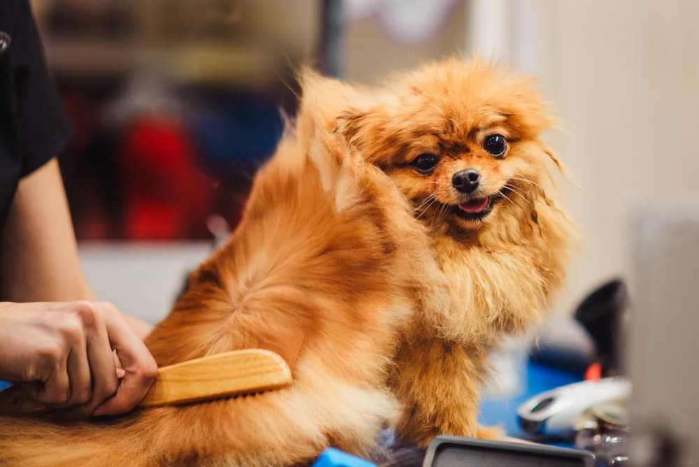 Чому важливо привчати собаку до грумінгу (і як не перетворити це на тортури)
