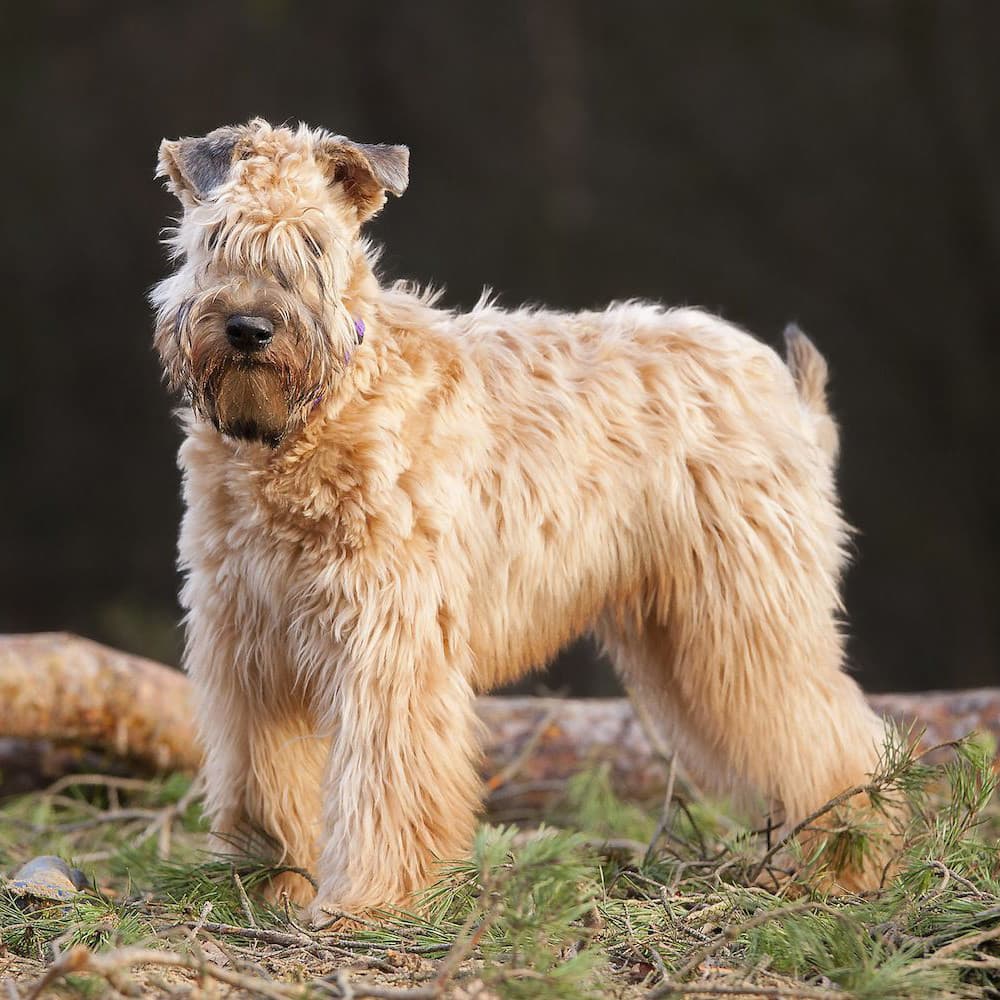 Пшеничний (ірландський) тер'єр