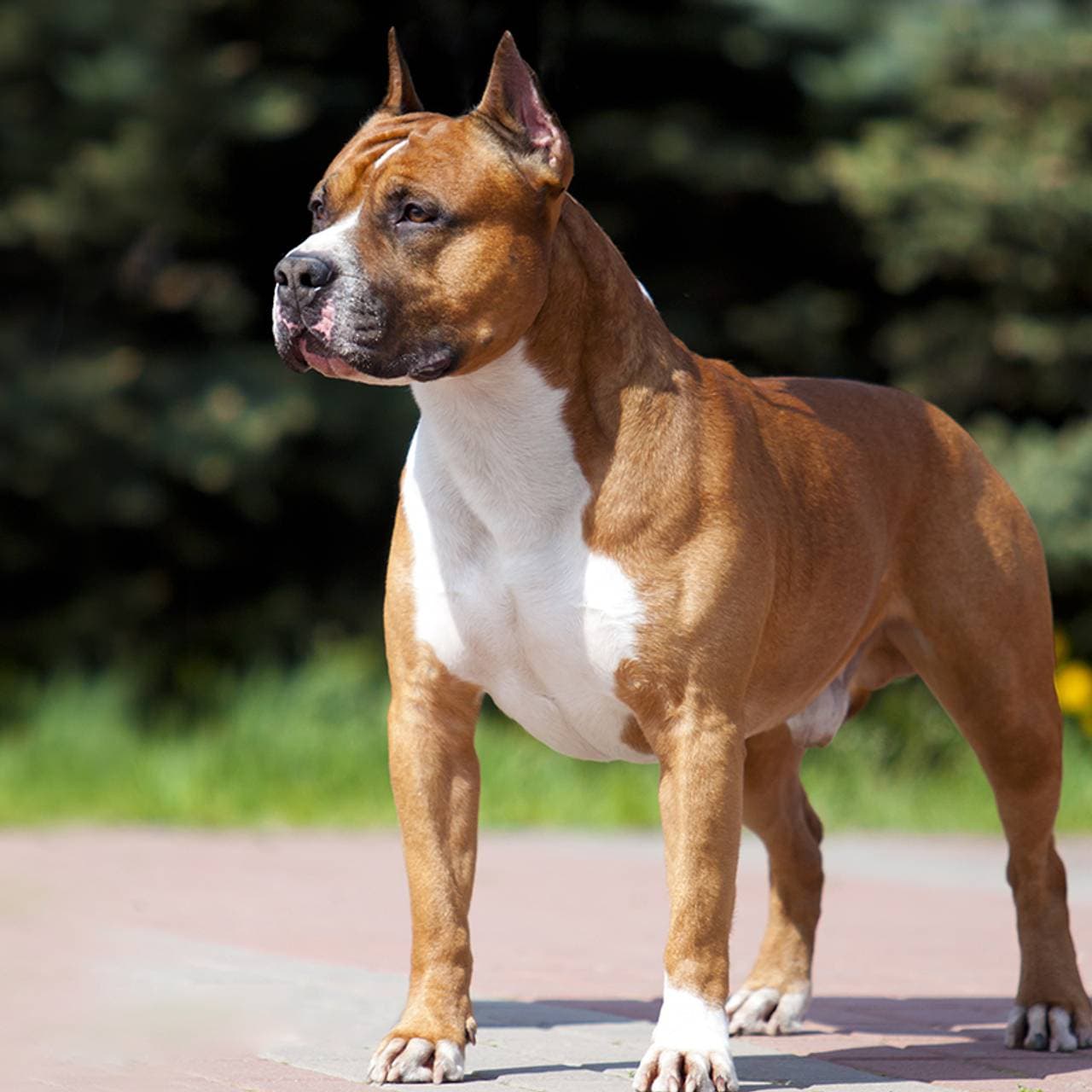 Стаффордширський тер'єр