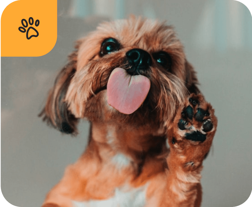 Догляд за лапками