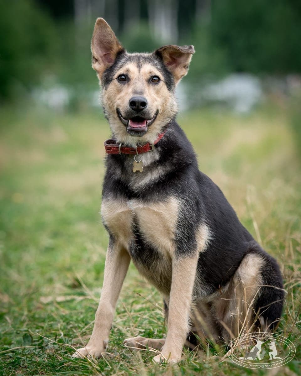 Інші породи собак